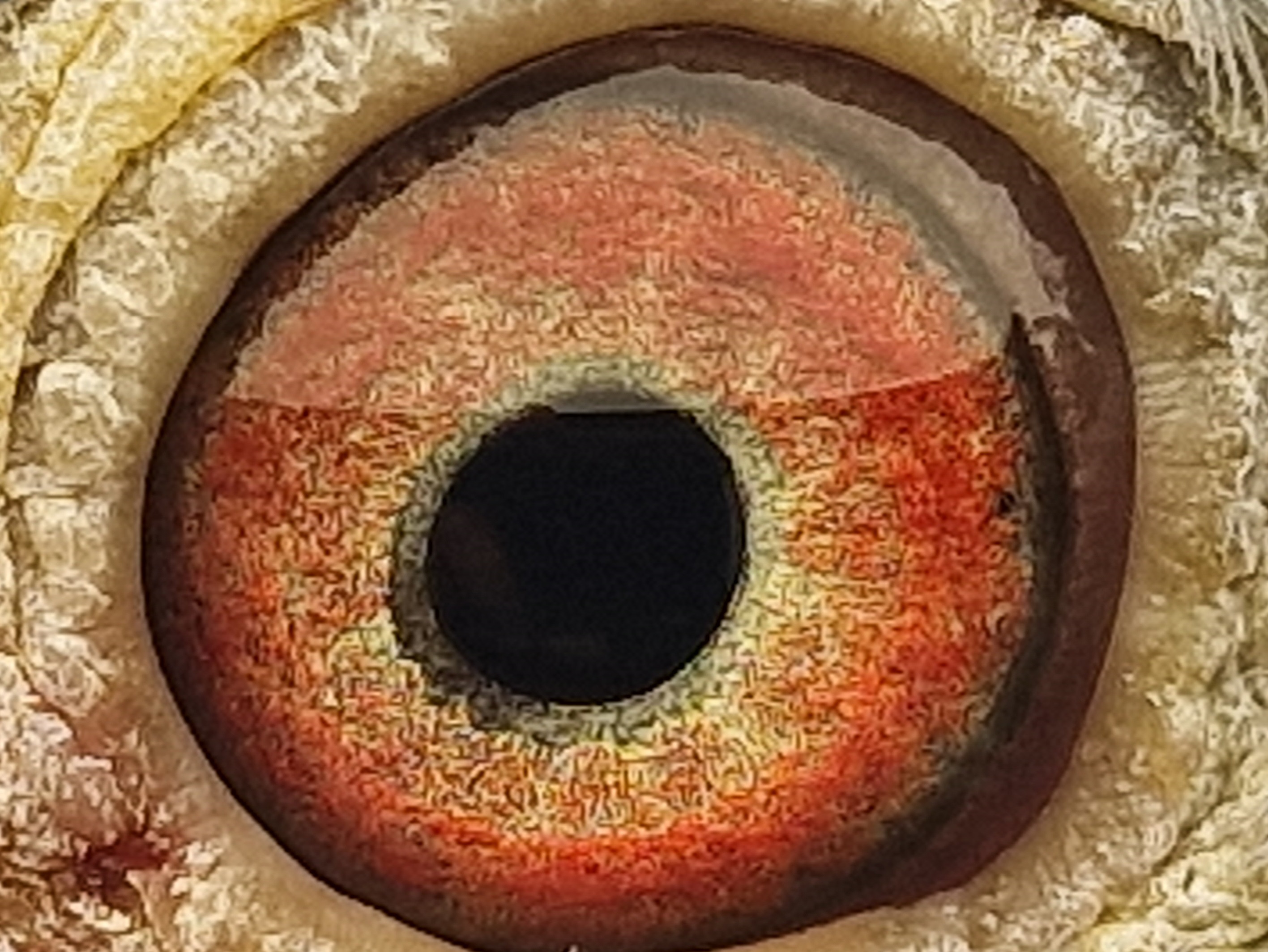 Pigeon eye